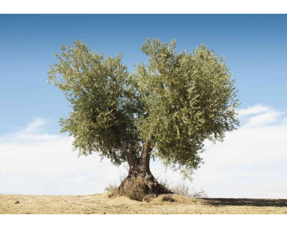 ΠΙΝΑΚΑΣ ΣΕ ΚΑΜΒΑ Δέντρο σε Ανοιχτό Τοπίο