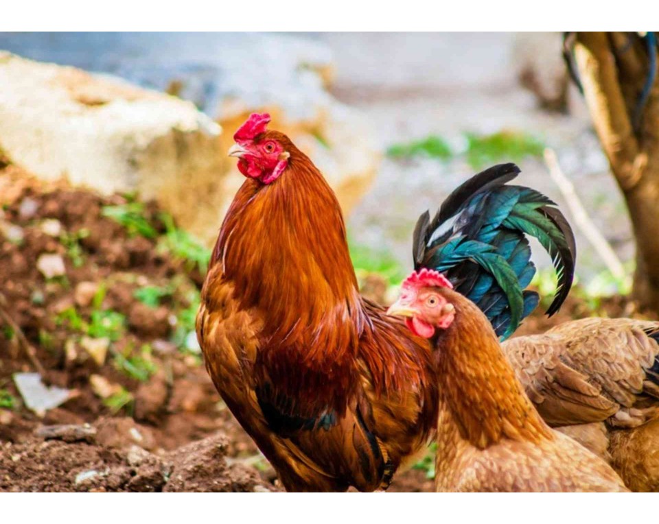 ΠΙΝΑΚΑΣ ΣΕ ΚΑΜΒΑ Κόκορας και Κότες