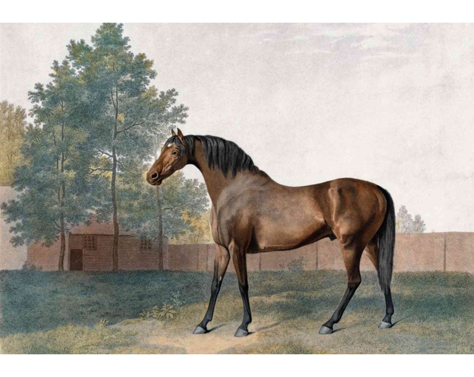 ΠΙΝΑΚΑΣ ΣΕ ΚΑΜΒΑ George Stubbs - Anvil