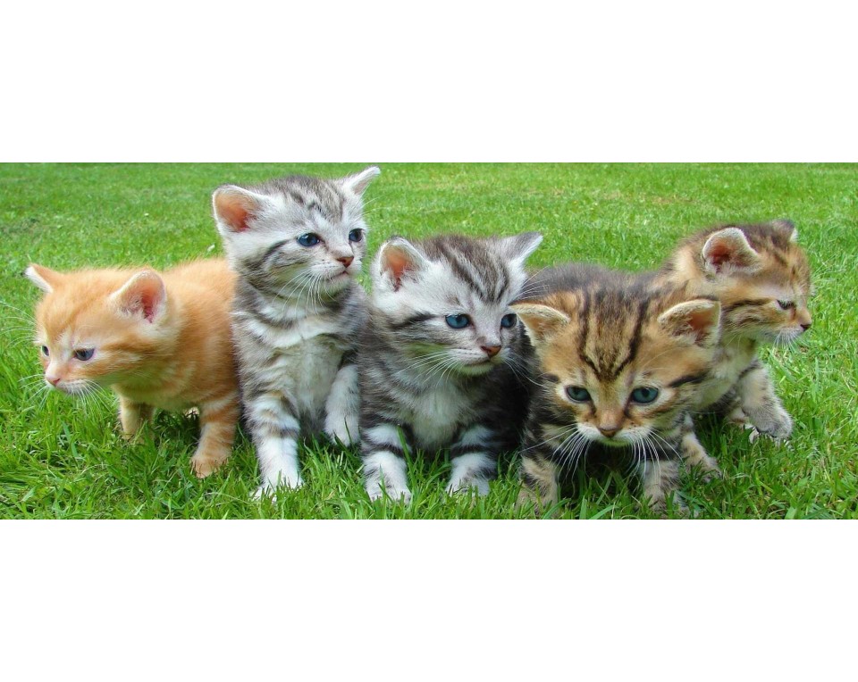 Animals πανόραμα οριζόντιο